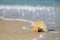 Nautilus shell on white Florida beach sand under the sun light