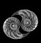 Nautilus shells