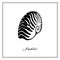 Nautilus Tiger Seashell. Black and white square card. Hand-Ð²rawn collection of greeting cards. Vector illustration.