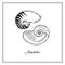 Nautilus Tiger Seashell and half-shell. Black and white square card. Hand-Ð²rawn collection of greeting cards. Vector illustration