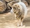 Navajo churro sheep looking forward near some rocks