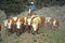 Navajo cowboys herding cattle on cattle drive, , AZ