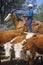 Navajo cowboys herding cattle on cattle drive, , AZ