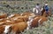 Navajo cowboys herding cattle on cattle drive, , AZ