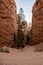 Navajo Loop Trail Trees Grow In The Switchbacks