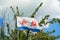 Naval flag of the Russian Navy St. Andrew, apple tree on background.