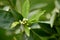 Navel orange blossom group close up against a green natural background.