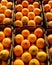 Navel oranges for sale