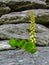 Navelwort plant growing in dry stone wall