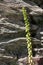 Navelwort (umbilicus rupestris