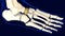 Navicular Foot Bone Human skeleton anatomy 3D Rendering