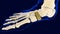 Navicular Foot Bone Human skeleton anatomy 3D Rendering