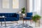 Navy blue armchair standing next to sofa in real photo of bright living room interior with fresh plants, modern art paintings and