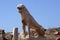 The Naxian Lions Terrace in the archaeological site of the island of Delos, Myconos, Cyclades