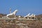 The Naxian Lions Terrace in the archaeological site of the island of Delos, Myconos, Cyclades