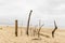 Nazare, Portugal - A collection of drifwood plade upright on the beach