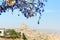 Nazars, Turkish Evil eye charms on the tree. Cappadocia. Turkey