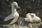 Nazca Boobies and the Baby Booby