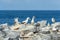 Nazca Boobies on A cliff, Galapagos Islands, Ecuador