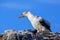 Nazca booby chick on Espanola Island, Galapagos National park, Ecuador