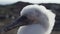 Nazca booby chick, Sula granti, Genovesa island, Galapagos
