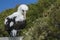 Nazca booby closeup in The Galapagos