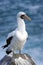 Nazca Booby - Espanola - Galapagos Islands