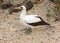 Nazca Booby, Galapagos Islands