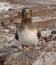 Nazca Booby Juvenile, Galapagos Islands