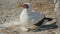 Nazca booby nesting on the ground with chick at isla genovesa in the galapagos