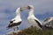 Nazca Booby Sula granti courtship behavior, Galapagos Islands