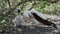 nazca booby, sula granti, Galapagos