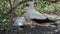 nazca booby, sula granti, Galapagos