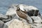 Nazca booby (Sula granti) in Galapagos