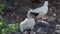 nazca booby, sula granti, a white sea bird hatching its chicks on the galapagos islands.