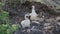 nazca booby, sula granti, a white sea bird hatching its chicks on the galapagos islands.