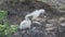 nazca booby, sula granti, a white sea bird hatching its chicks on the galapagos islands in the pacific ocean of Ecuador.