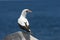 Nazca (Masked) Booby