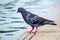 Ndomalaya Pigeon or dove standing beside water