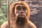 Neanderthal figure, recreation of an human