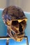 Neanderthalensis Skull Cast Fossil