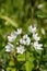 Neapolitan garlic allium neapolitanum flowers