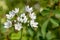 Neapolitan garlic allium neapolitanum flowers