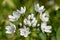 Neapolitan garlic allium neapolitanum flowers