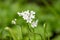 Neapolitan garlic (allium neapolitanum) flowers