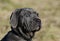 Neapolitan Mastiff dog