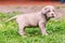 Neapolitan Mastiff Dog With Powerful Blue Eyes