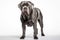 Neapolitan Mastiff Dog Stands On A White Background