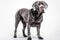 Neapolitan Mastiff Dog Upright On A White Background