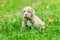 Neapolitan Mastiff Female Puppy Sitting